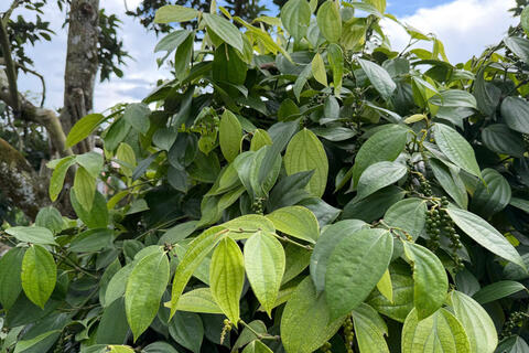 <a href="/nong-nghiep" title="Nông nghiệp" rel="dofollow">nông nghiệp</a>