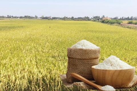 <a href="/nong-nghiep" title="Nông nghiệp" rel="dofollow">nông nghiệp</a>