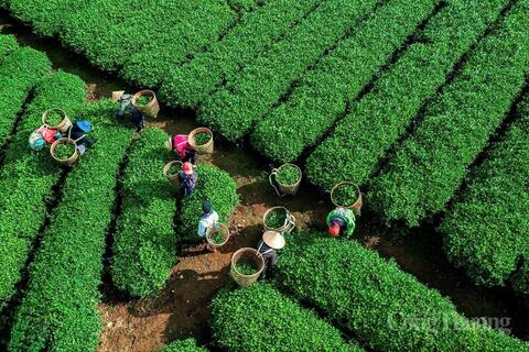 <a href="/nong-nghiep" title="Nông nghiệp" rel="dofollow">nông nghiệp</a>