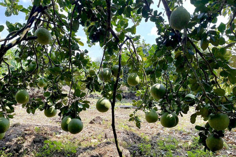 <a href="/nong-nghiep" title="Nông nghiệp" rel="dofollow">nông nghiệp</a>