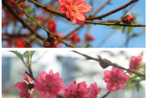 <a href="/nong-nghiep" title="Nông nghiệp" rel="dofollow">nông nghiệp</a>