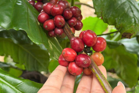 <a href="/nong-nghiep" title="Nông nghiệp" rel="dofollow">nông nghiệp</a>