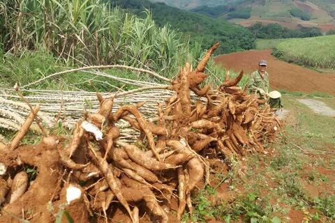 <a href="/xuat-khau" title="Xuất khẩu" rel="dofollow">Xuất khẩu</a>