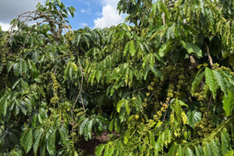 <a href="/nong-nghiep" title="Nông nghiệp" rel="dofollow">nông nghiệp</a>