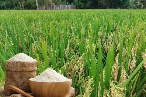 <a href="/nong-nghiep" title="Nông nghiệp" rel="dofollow">nông nghiệp</a>