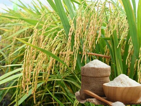 Giá lúa gạo hôm nay ngày 6/9: Gạo đi ngang, lúa tươi chững giá