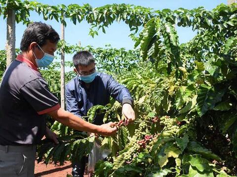 Cà phê Gia Lai và hành trình định vị thương hiệu toàn cầu