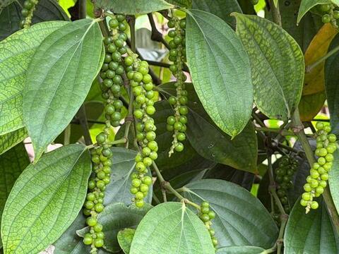 Giá tiêu hôm nay 26/3/2026: Giữ đà neo cao