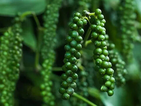 Gia vị Việt Nam mở rộng dư địa tại thị trường Thụy Điển