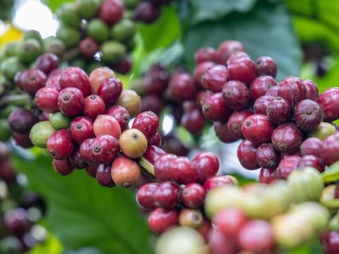 Giá cà phê chịu áp lực nguồn cung từ Brazil, khó giảm sâu