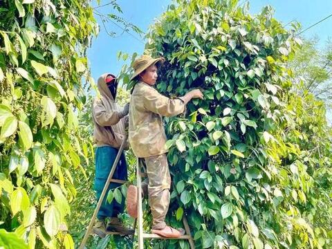 Hồ tiêu xanh Gia Lai được giá, người trồng đỏ mắt tìm nhân công thu hoạch