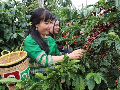Xuất khẩu cà phê kỳ vọng vượt 8 tỷ USD