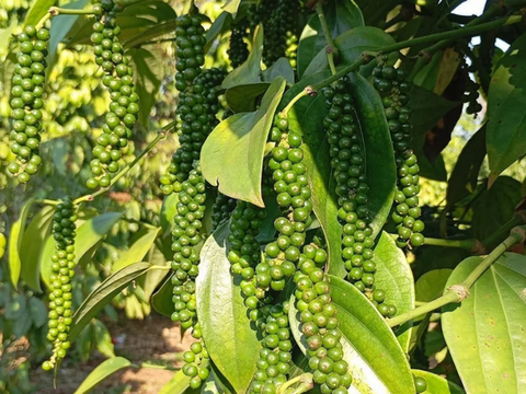 Giá nông sản hôm nay 7/4/2026: Sầu riêng Thái tăng trở lại; dứa trái vụ vào mùa