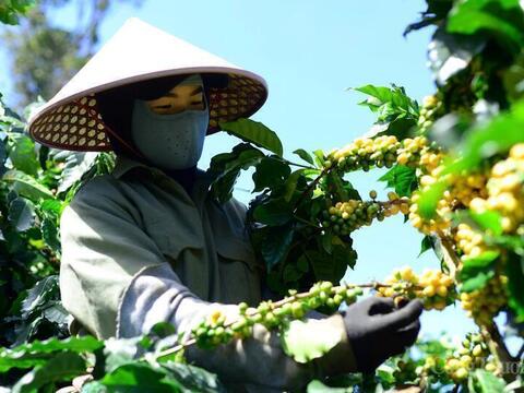 Giá cà phê hôm nay 9/4/2026: Giảm 'sốc' 4.000 đồng/kg