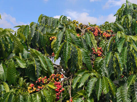 Giá cà phê hôm nay 13/4/2026: Dao động từ 85.200 - 85.700 đồng/kg