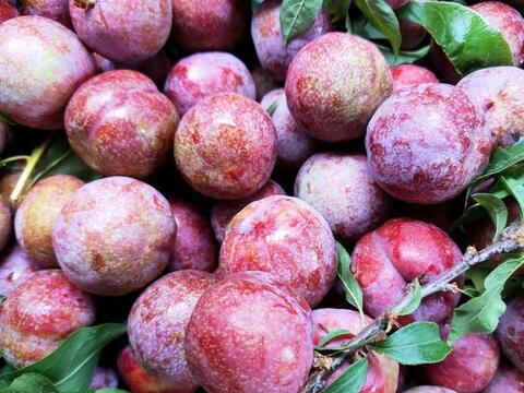 Giá nông sản hôm nay 13/4: Hàng loạt các mặt hàng tăng giá