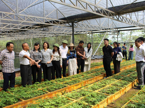 Sâm Ngọc Linh Sơn La: Từ ‘quốc bảo’ đến sinh kế bền vững