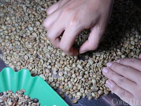 Giá cà phê hôm nay 17/4/2026: Tăng mạnh 1.200 đồng/kg