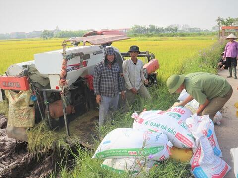 Nguồn cung dồi dào, giá gạo xuất khẩu tiếp tục chịu áp lực giảm