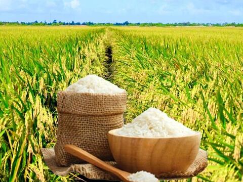 Giá lúa gạo hôm nay ngày 17/4: Gạo thơm xuất khẩu tăng 15 USD/tấn