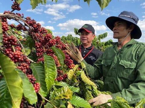 Giá cà phê hôm nay 20/4/2026: Lặng sóng chờ tín hiệu mới