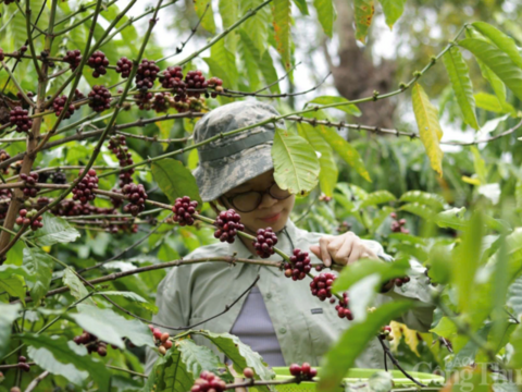 Giá cà phê hôm nay 21/4/2026: Tăng nhẹ 300 đồng
