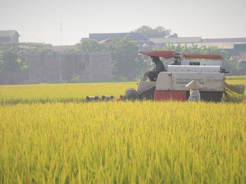 Giá xuất khẩu phục hồi nhẹ, gạo Việt vẫn tiếp tục đối mặt ‘sóng gió’?