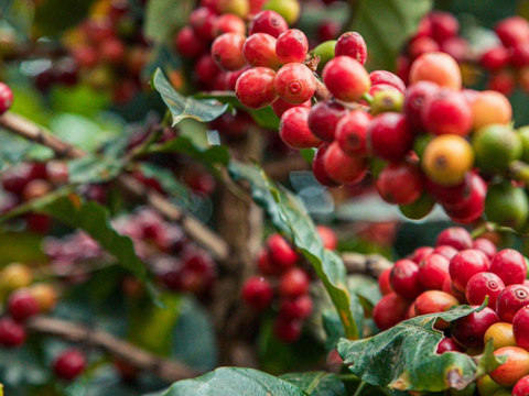 Giá cà phê thế giới tăng mạnh do lo ngại thiếu nguồn cung