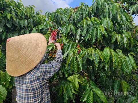 Giá cà phê hôm nay 23/4/2026: Đảo chiều tăng mạnh