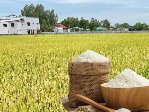 Giá lúa gạo hôm nay ngày 23/4/2026: Gạo xuất khẩu tăng mạnh