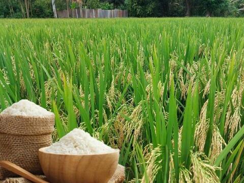 Giá lúa gạo hôm nay ngày 4/5/2026: Gạo nguyên liệu xuất khẩu tăng
