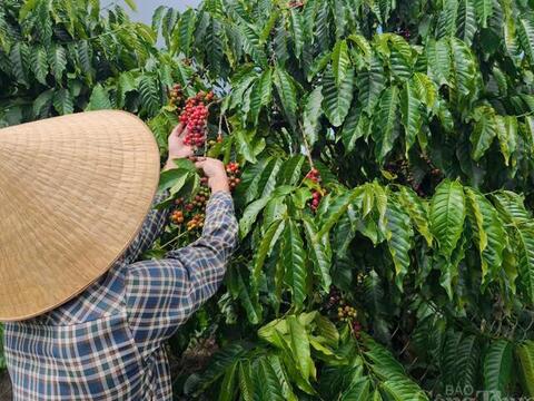 Giá cà phê hôm nay 6/5/2026: Phục hồi nhẹ, tăng 400 - 500 đồng/kg