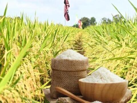 Giá lúa gạo hôm nay ngày 6/5/2026: Gạo xuất khẩu biến động trái chiều