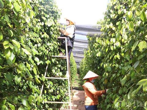 Giá tiêu hôm nay 7/5/2026: Cao nhất 144.000 đồng/kg