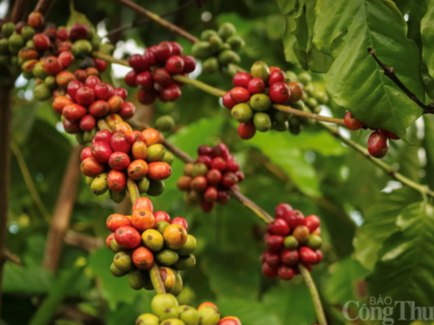 Giá cà phê hôm nay 8/5/2026: Tăng nhẹ, lên mốc 87.000 đồng/kg