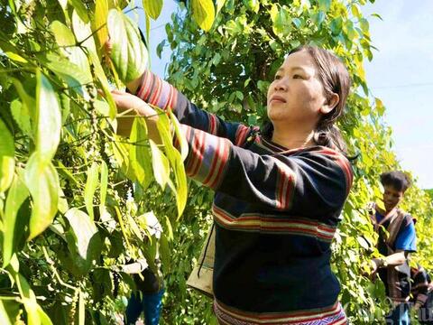 Giá tiêu hôm nay 15/5/2026: Dự báo xu hướng tăng