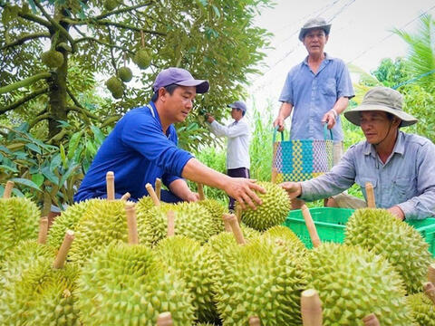 Đồng Tháp: Tìm lời giải đầu ra cho ngành hàng sầu riêng