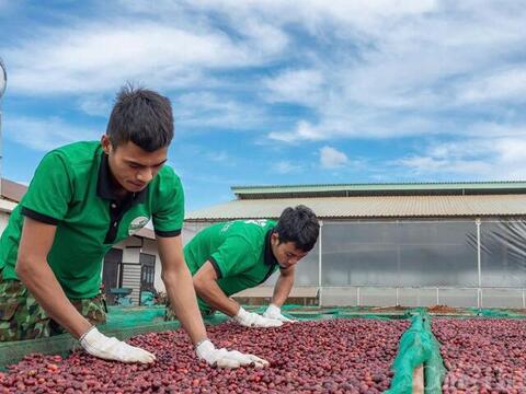 Giá cà phê hôm nay 21/5/2026: Tăng nhẹ 800 đồng/kg