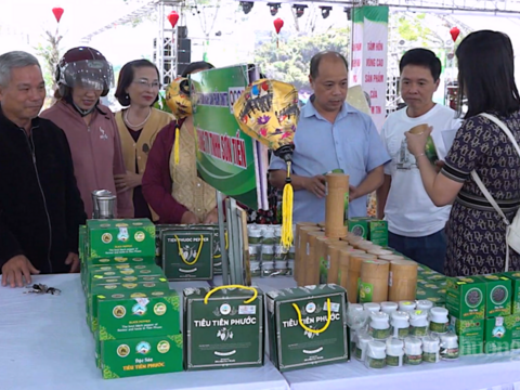 Cấp chứng nhận chỉ dẫn địa lý “Tiên Phước” đối với hạt tiêu Đà Nẵng