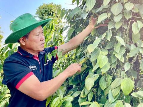 Giá tiêu hôm nay 27/5/2026: Giữ mặt bằng giá