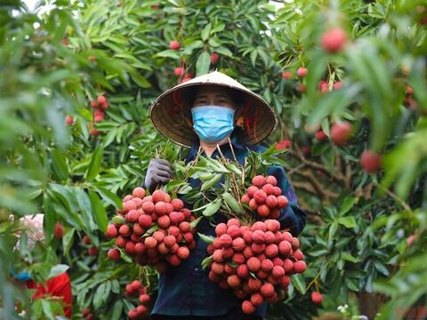 Bộ Công Thương vào cuộc hỗ trợ tiêu thụ, xuất khẩu quả vải