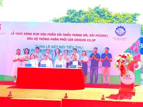 Saigon Co.op đưa Vải Thanh Hà vào hệ thống phân phối toàn quốc