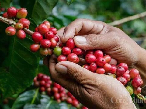 Giá cà phê hôm nay 27/5/2026: Tăng nhẹ 700 đồng/kg