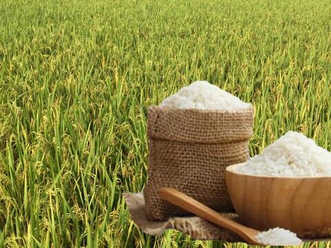 Giá lúa gạo hôm nay ngày 6/6/2026: Thị trường 'lặng sóng'