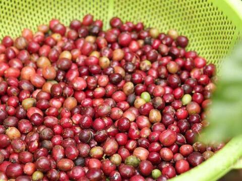 Giá cà phê hôm nay 24/6/2026: Tăng nhẹ 100 - 200 đồng/kg