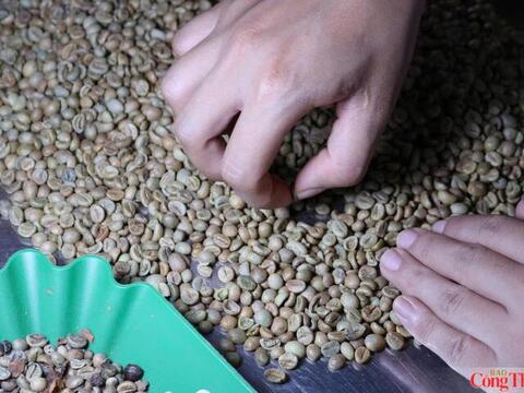 Giá cà phê hôm nay 26/6/2026: Dao động từ 89.000 - 89.400 đồng/kg