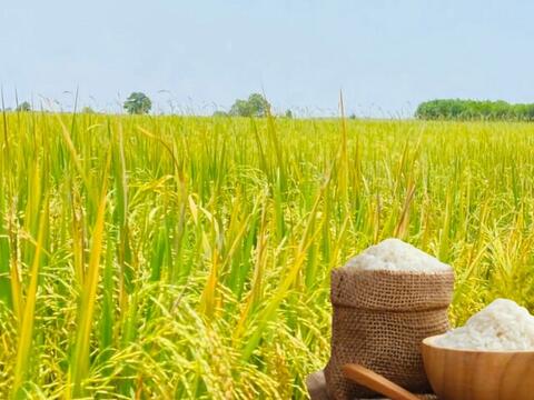 Giá lúa gạo hôm nay ngày 26/6/2026: Gạo xuất khẩu đảo chiều tăng