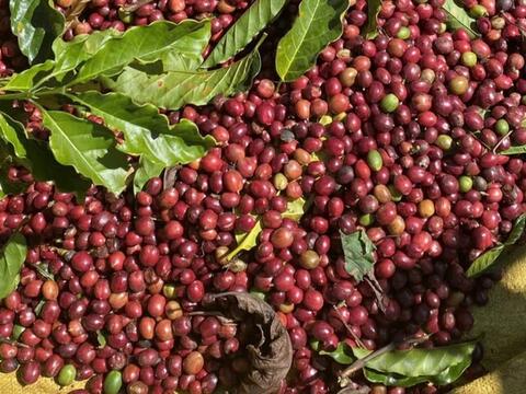 Giá cà phê Arabica tăng gần 7%