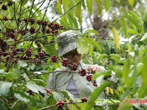 Giá cà phê hôm nay 27/7/2026: Dao động từ 95.300 - 95.800 đồng/kg