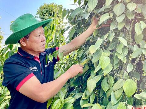 Giá tiêu hôm nay 27/7/2026: Đi ngang, cao nhất 141.000 đồng/kg